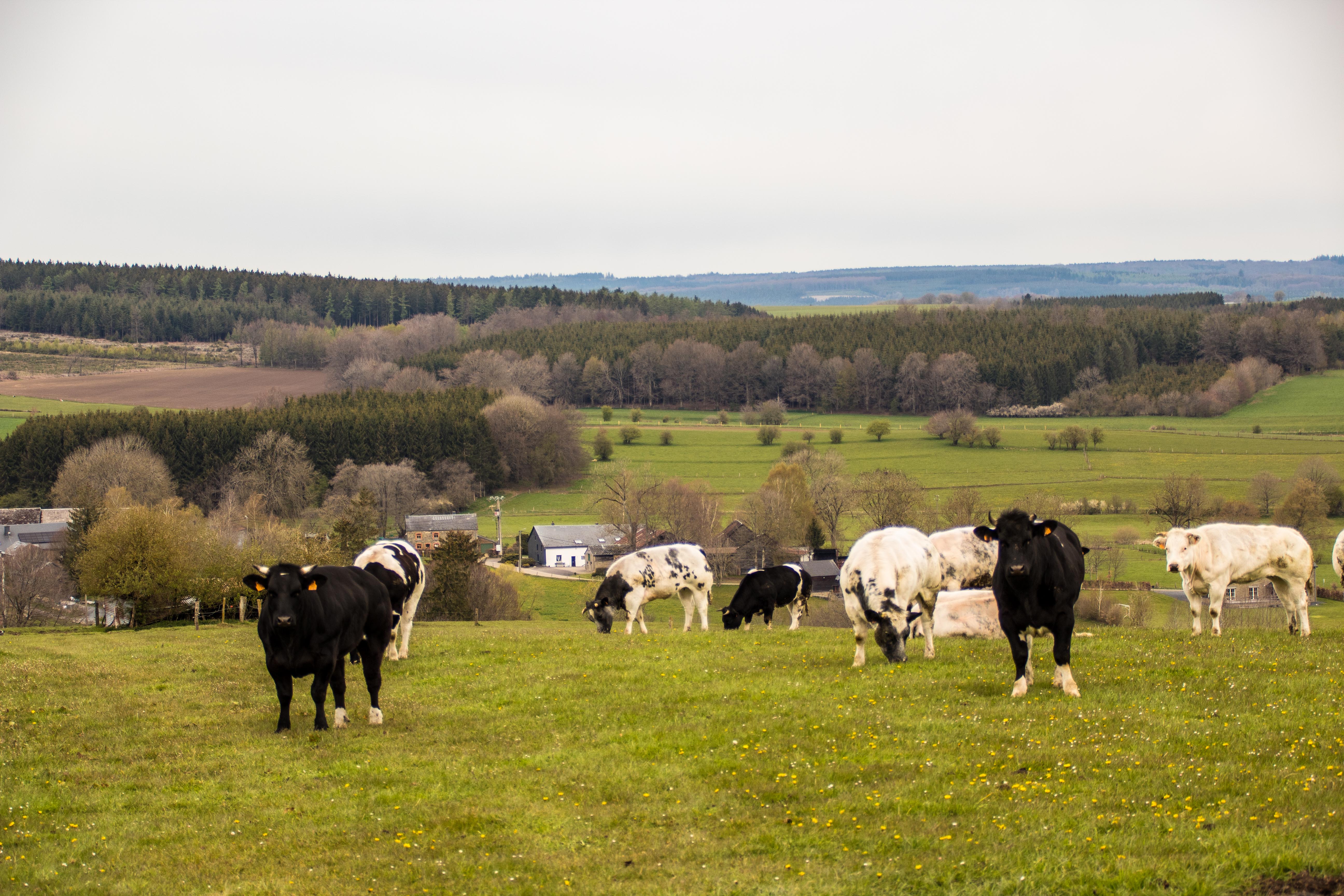 Paysage de campagne-01.jpg